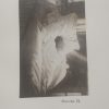 Iconographie fotographique de la Salètrière. 3 vol.